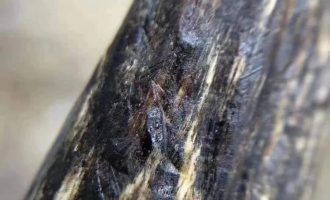 虫漏沉香真假区分 海南虫漏的特点 海南沉香老黑油虫漏图片