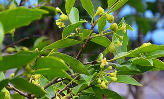 沉香花茶有什么功效？