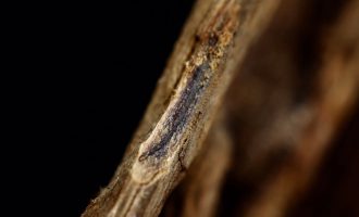 沉香碎料：小身躯里的大乾坤